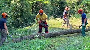 Pubblicazione richiesta manodopera forestale distetto 2°